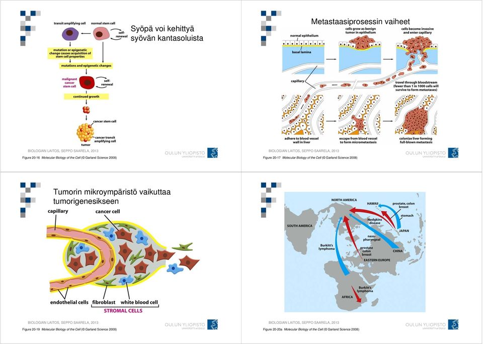 Science 2008) Tumorin mikroympäristö vaikuttaa tumorigenesikseen Figure 20-19 Molecular Biology