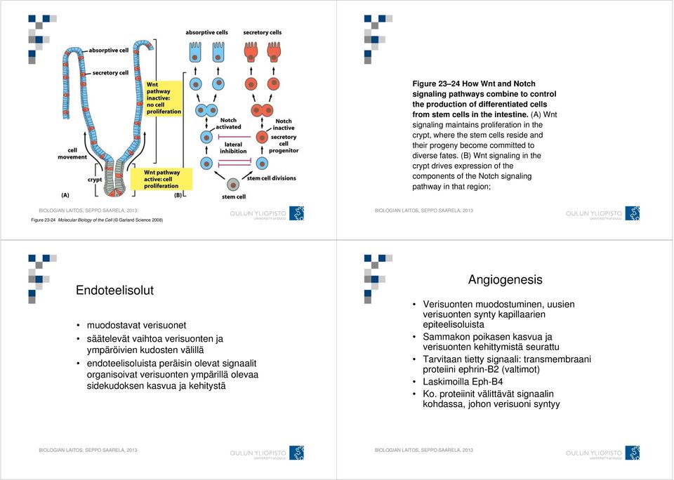 (B) Wnt signaling in the crypt drives expression of the components of the Notch signaling pathway in that region; Figure 23-24 Molecular Biology of the Cell ( Garland Science 2008) Endoteelisolut
