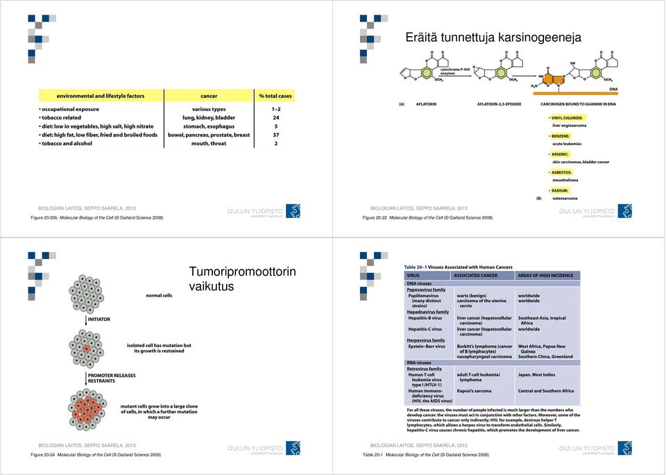 Science 2008) Tumoripromoottorin vaikutus Figure 20-24 Molecular Biology of the