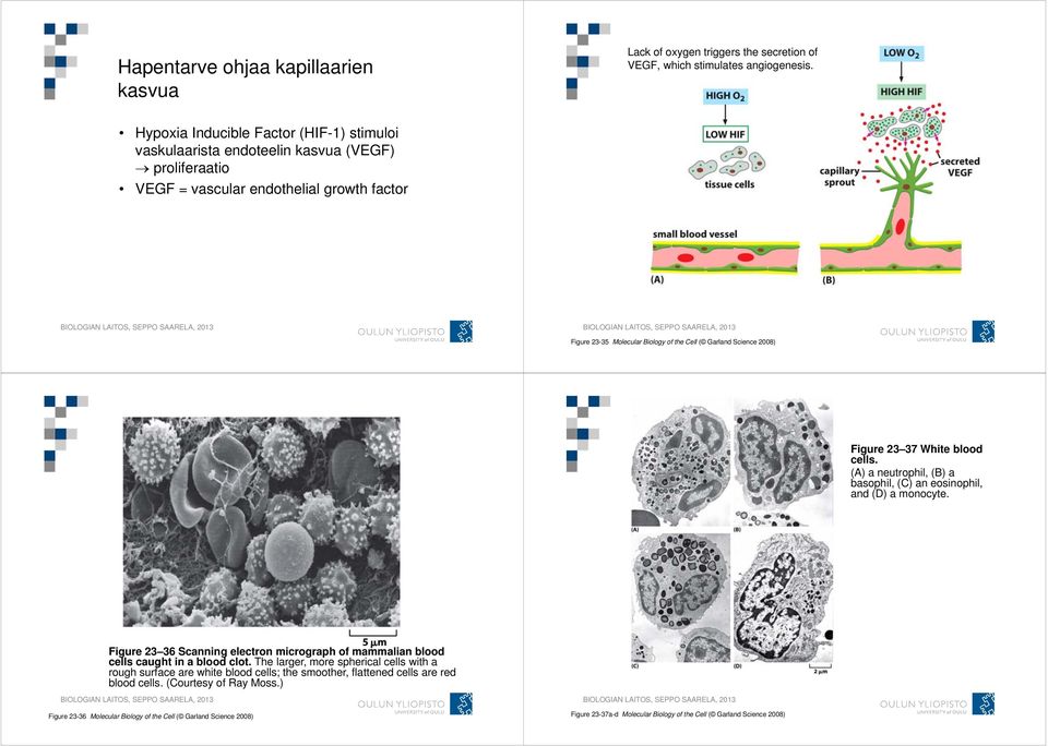 2008) Figure 23 37 White blood cells. (A) a neutrophil, (B) a basophil, (C) an eosinophil, and (D) a monocyte.