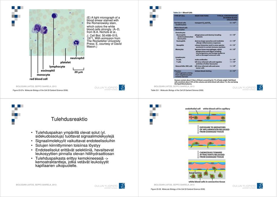 ) Figure 23-37e Molecular Biology of the Cell ( Garland Science 2008) Table 23-1 Molecular Biology of the Cell ( Garland Science 2008) Tulehdusreaktio Tulehduspaikan ympärillä olevat solut (yl.