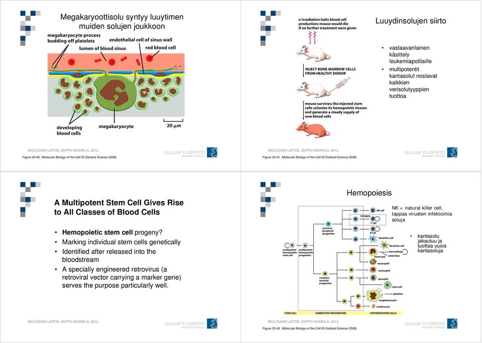 Hemopoietic stem cell progeny?