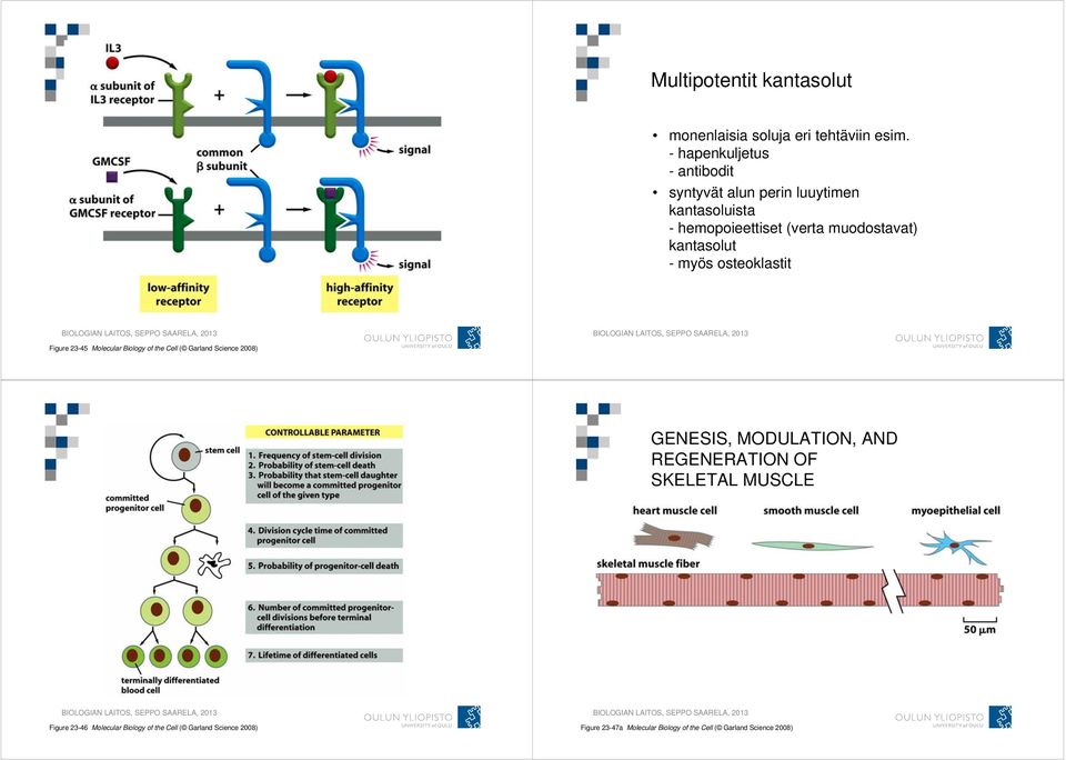 kantasolut - myös osteoklastit Figure 23-45 Molecular Biology of the Cell ( Garland Science 2008) GENESIS,