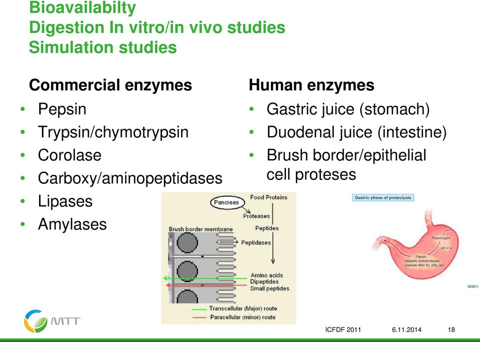 Carboxy/aminopeptidases Lipases Amylases Human enzymes Gastric juice