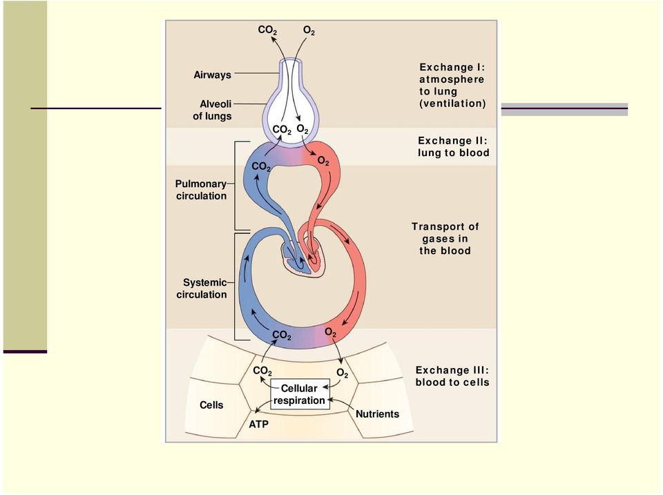 circulation Transport of gases in the blood Systemic circulation CO 2 O