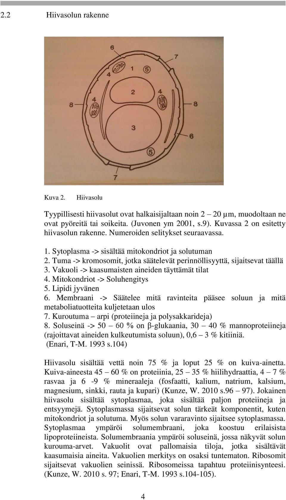 Tuma -> kromosomit, jotka säätelevät perinnöllisyyttä, sijaitsevat täällä 3. Vakuoli -> kaasumaisten aineiden täyttämät tilat 4. Mitokondriot -> Soluhengitys 5. Lipidi jyvänen 6.