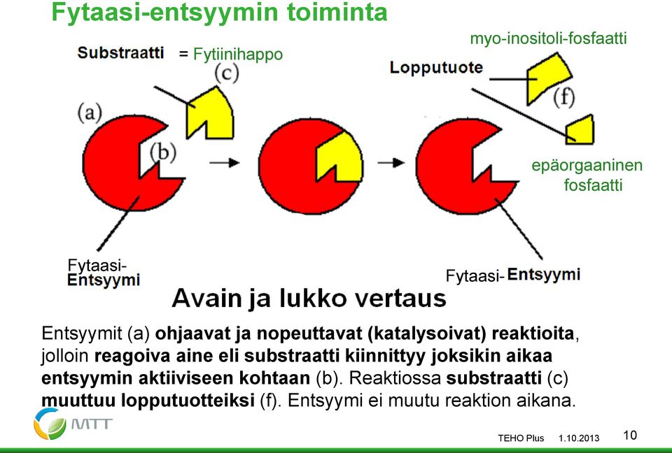 reagoiva aine eli substraatti kiinnittyy joksikin aikaa entsyymin aktiiviseen kohtaan (b).