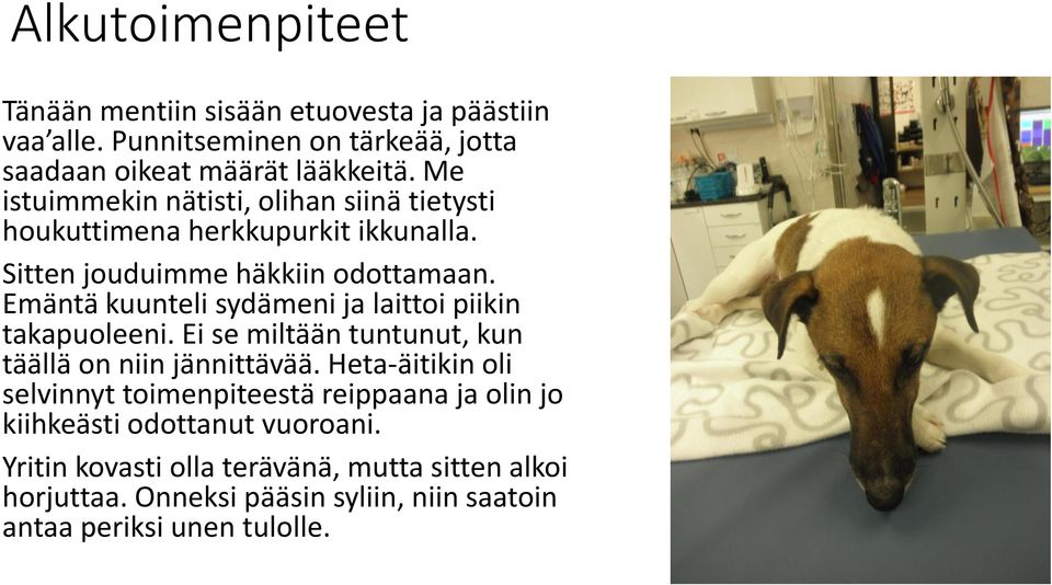 Emäntä kuunteli sydämeni ja laittoi piikin takapuoleeni. Ei se miltään tuntunut, kun täällä on niin jännittävää.