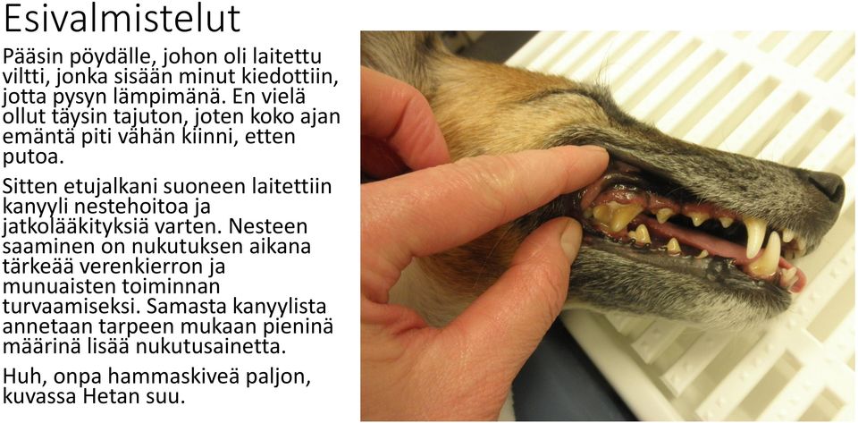Sitten etujalkani suoneen laitettiin kanyyli nestehoitoa ja jatkolääkityksiä varten.