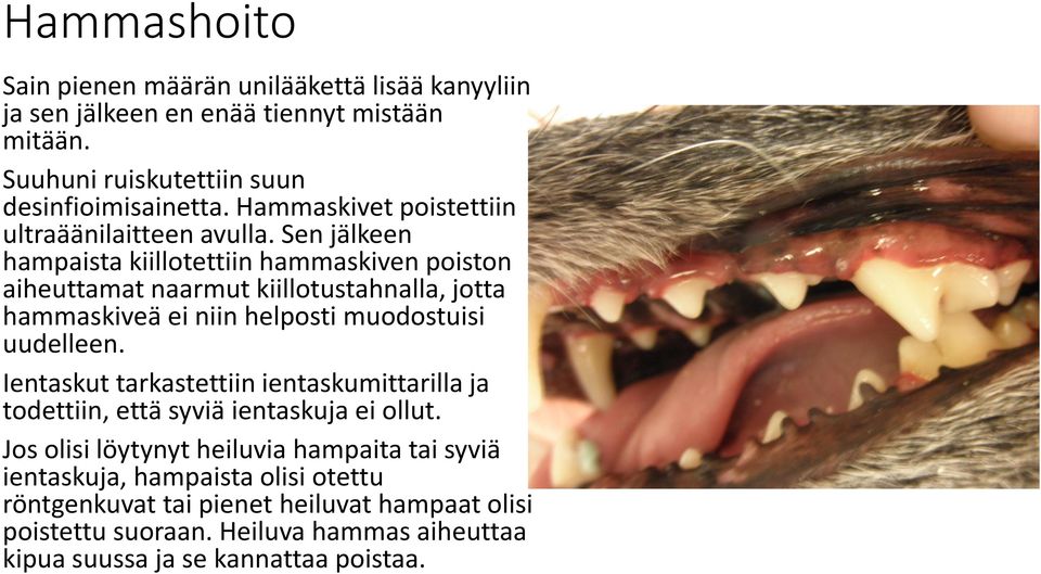 Sen jälkeen hampaista kiillotettiin hammaskiven poiston aiheuttamat naarmut kiillotustahnalla, jotta hammaskiveä ei niin helposti muodostuisi uudelleen.