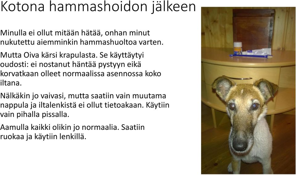 Se käyttäytyi oudosti: ei nostanut häntää pystyyn eikä korvatkaan olleet normaalissa asennossa koko iltana.