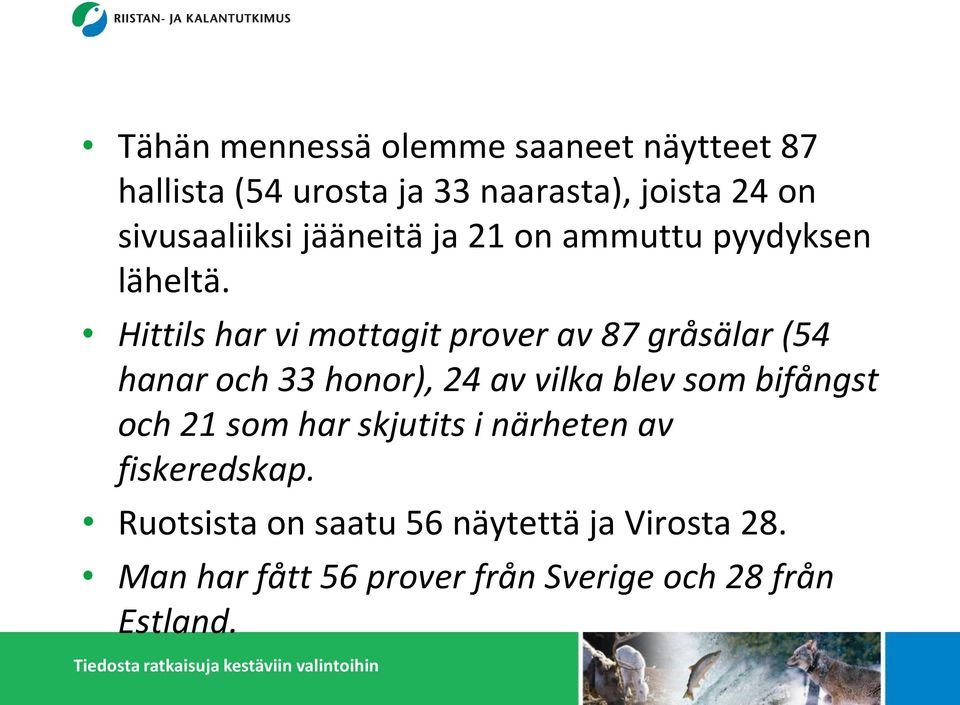 Hittils har vi mottagit prover av 87 gråsälar (54 hanar och 33 honor), 24 av vilka blev som bifångst och 21 som