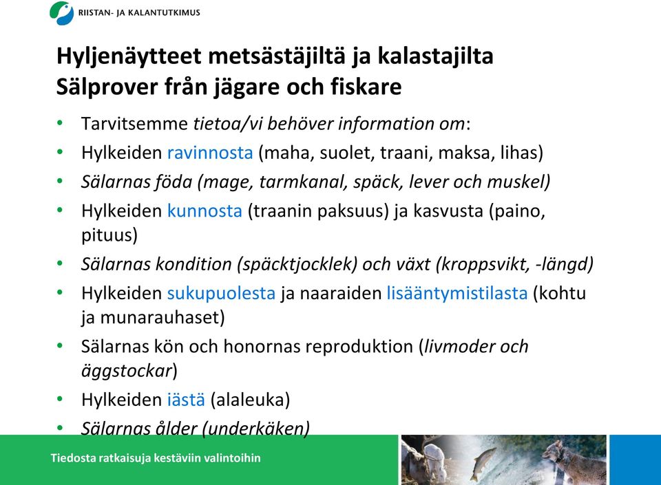 Sälarnas kondition (späcktjocklek) och växt (kroppsvikt, -längd) Hylkeiden sukupuolesta ja naaraiden lisääntymistilasta (kohtu ja munarauhaset) Sälarnas