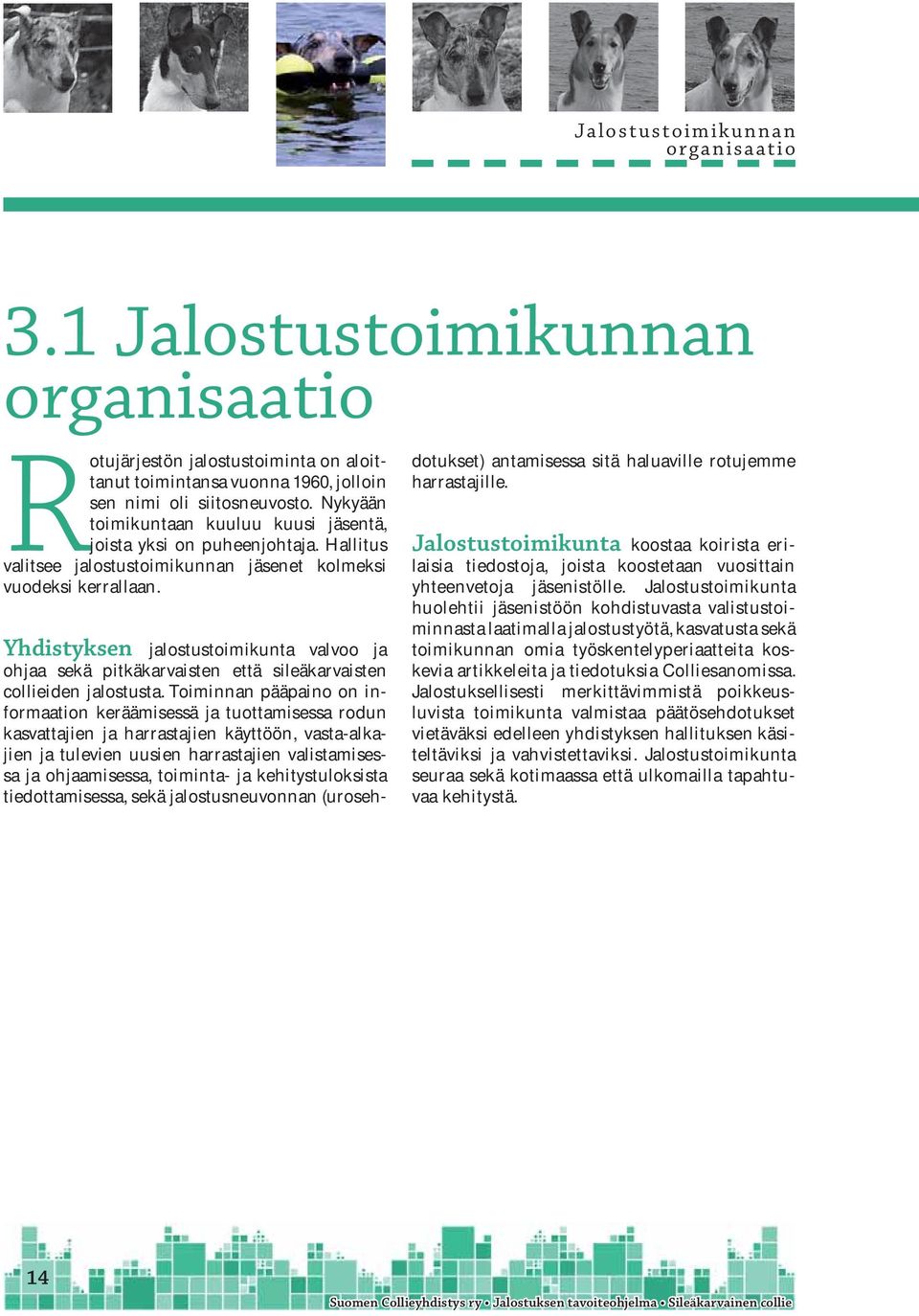 Yhdistyksen jalostustoimikunta valvoo ja ohjaa sekä pitkäkarvaisten että sileäkarvaisten collieiden jalostusta.