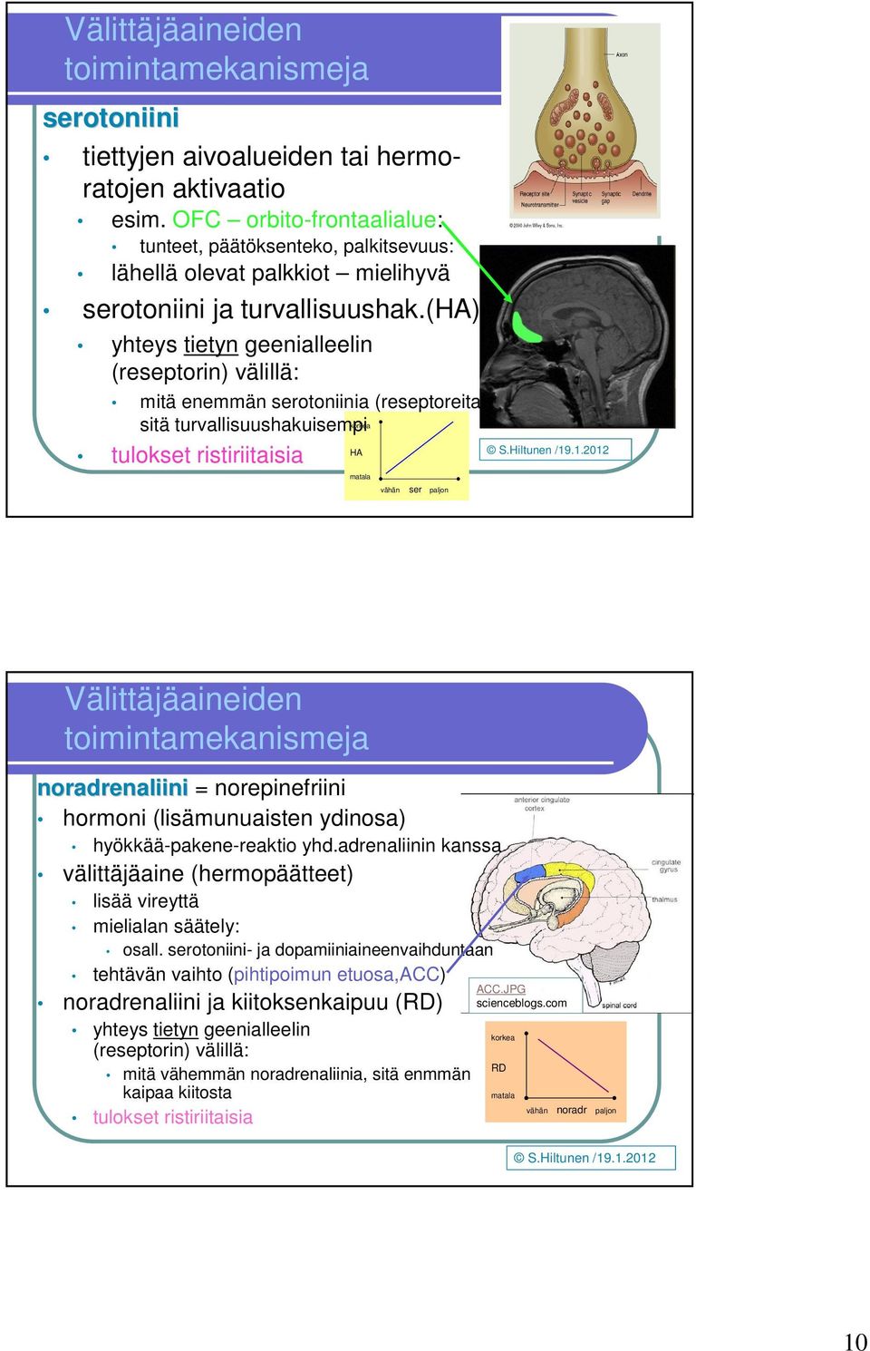 (ha) yhteys tietyn geenialleelin (reseptorin) välillä: mitä enemmän serotoniinia (reseptoreita), sitä turvallisuushakuisempi korkea HA S.Hiltunen /19