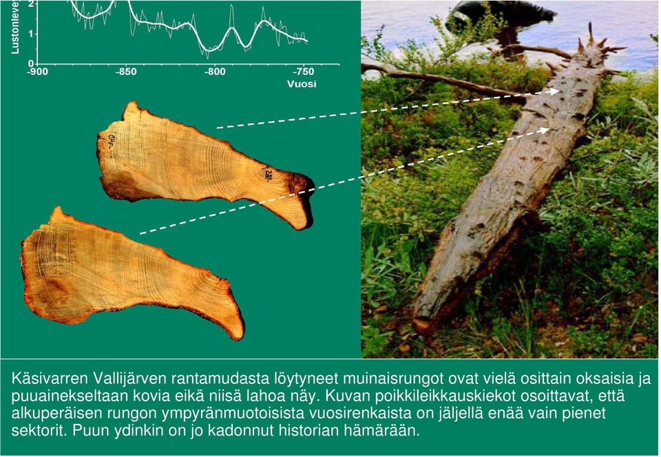 Kuvan poikkileikkauskiekot osoittavat, että alkuperäisen rungon