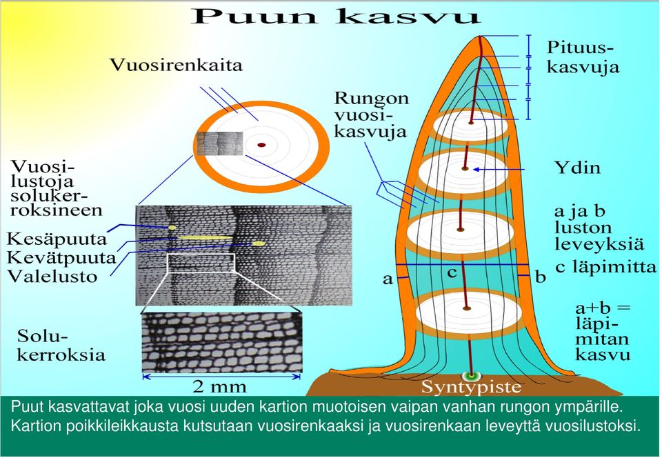 Kartion poikkileikkausta kutsutaan