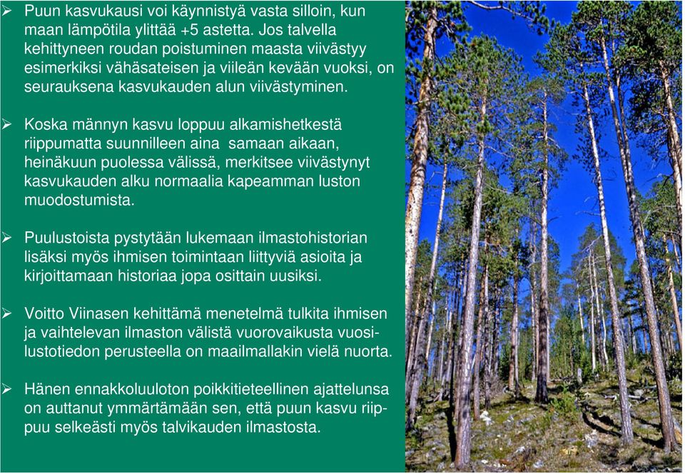 Koska männyn kasvu loppuu alkamishetkestä riippumatta suunnilleen aina samaan aikaan, heinäkuun puolessa välissä, merkitsee viivästynyt kasvukauden alku normaalia kapeamman luston muodostumista.