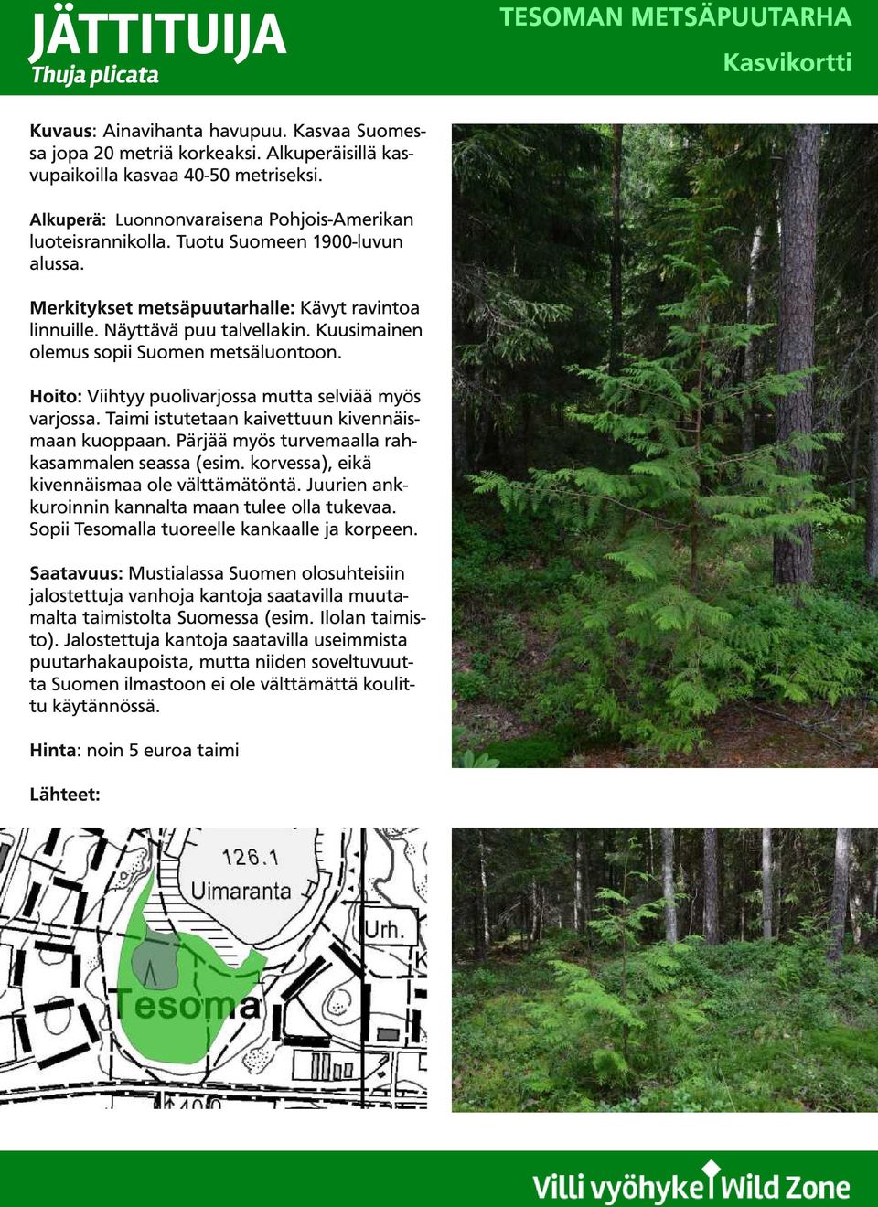 Kuusimainen olemus sopii Suomen metsäluontoon. Hoito: Viihtyy puolivarjossa mutta selviää myös varjossa. Taimi istutetaan kaivettuun kivennäismaan kuoppaan.
