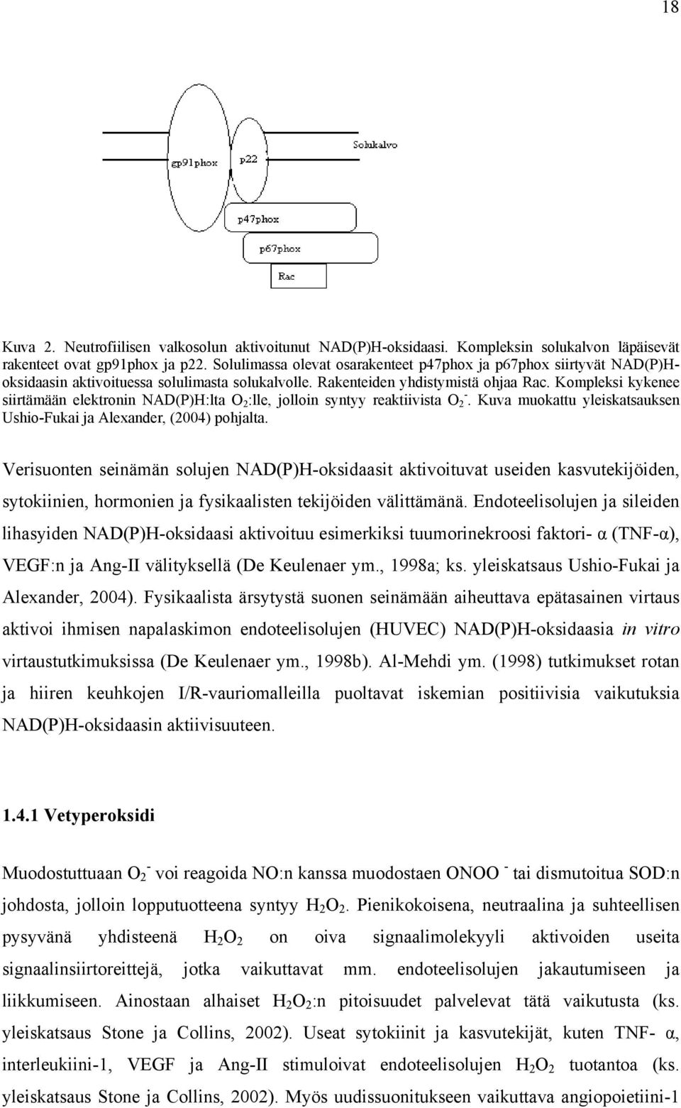 Kompleksi kykenee siirtämään elektronin NAD(P)H:lta O 2 :lle, jolloin syntyy reaktiivista O 2 -. Kuva muokattu yleiskatsauksen Ushio-Fukai ja Alexander, (2004) pohjalta.