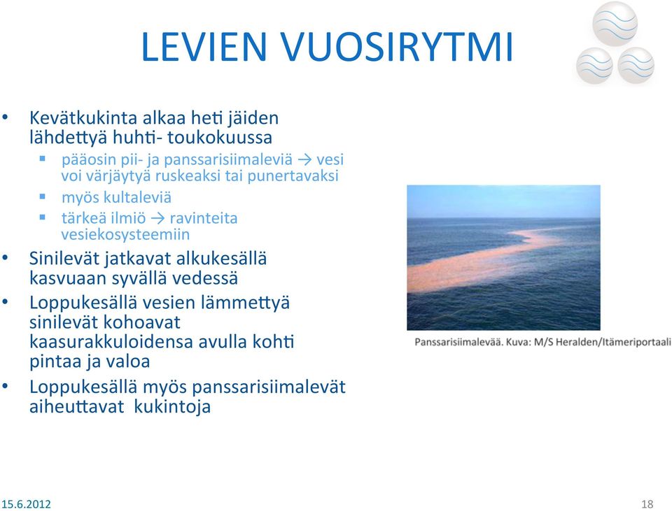 vesiekosysteemiin Sinilevät jatkavat alkukesällä kasvuaan syvällä vedessä Loppukesällä vesien lämmelyä