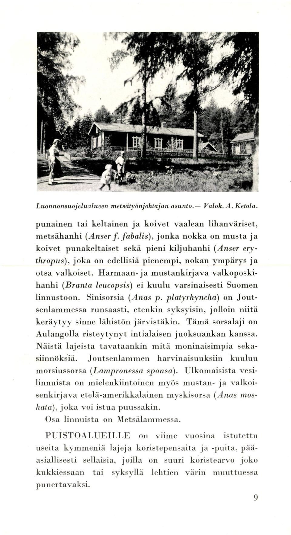 Metsälammessa laje sellaisia, jolloin harvinaisuuksiin etelä-amerikkalainen myskisorsa voi istua Suomen juoksuankan (Lampressa spsa).