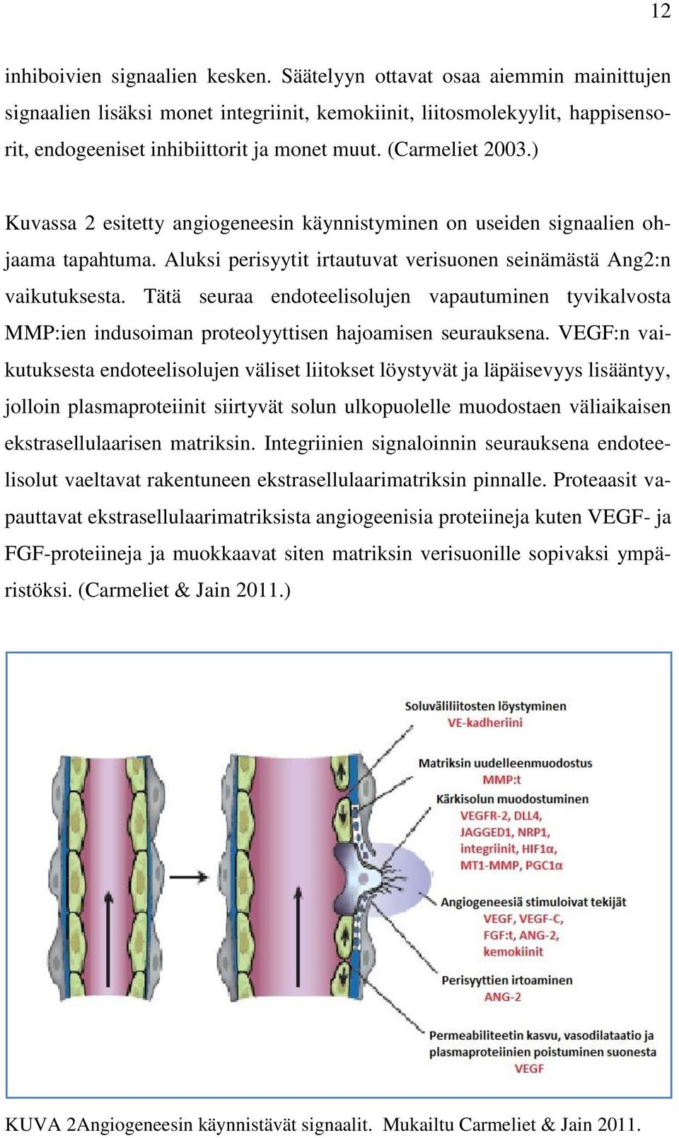 ) Kuvassa 2 esitetty angiogeneesin käynnistyminen on useiden signaalien ohjaama tapahtuma. Aluksi perisyytit irtautuvat verisuonen seinämästä Ang2:n vaikutuksesta.