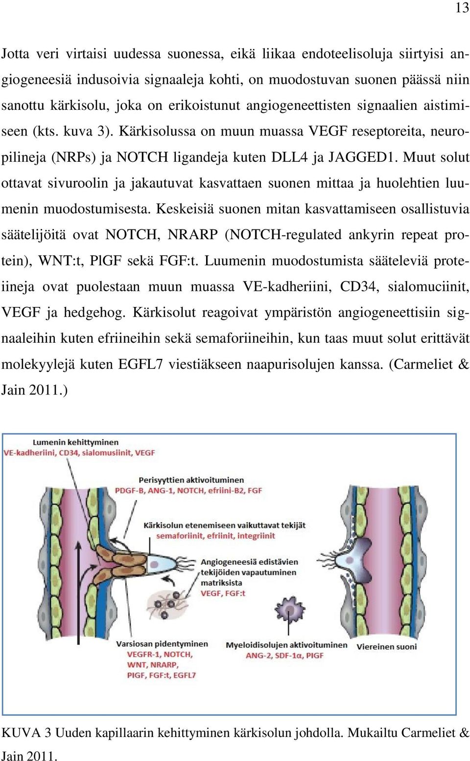 Muut solut ottavat sivuroolin ja jakautuvat kasvattaen suonen mittaa ja huolehtien luumenin muodostumisesta.