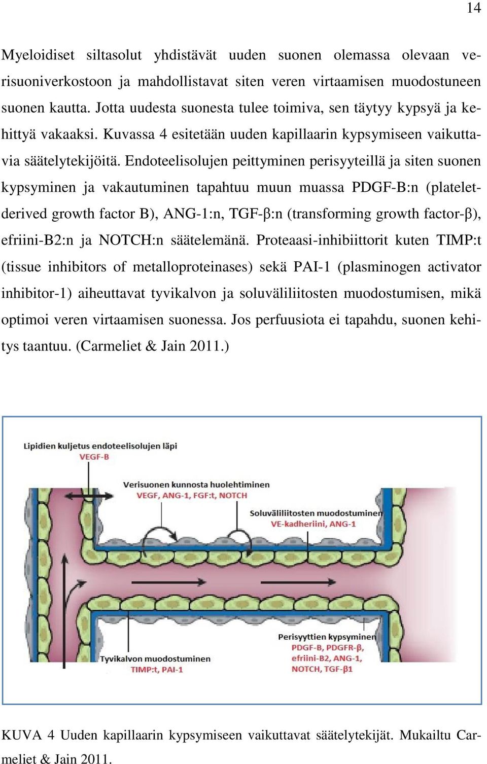 Endoteelisolujen peittyminen perisyyteillä ja siten suonen kypsyminen ja vakautuminen tapahtuu muun muassa PDGF-B:n (plateletderived growth factor B), ANG-1:n, TGF-β:n (transforming growth factor-β),