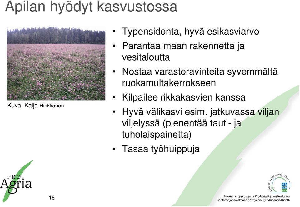 ruokamultakerrokseen Kilpailee rikkakasvien kanssa Hyvä välikasvi esim.