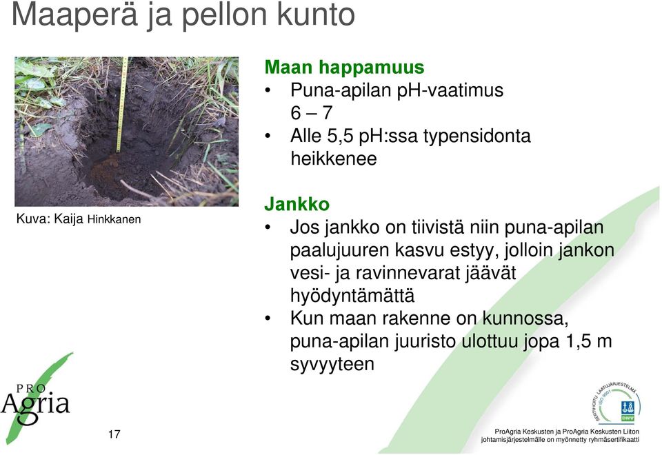 puna-apilan paalujuuren kasvu estyy, jolloin jankon vesi- ja ravinnevarat jäävät