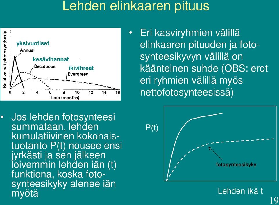 lehden fotosynteesi summataan, lehden kumulatiivinen kokonaistuotanto P(t) nousee ensi jyrkästi ja sen jälkeen