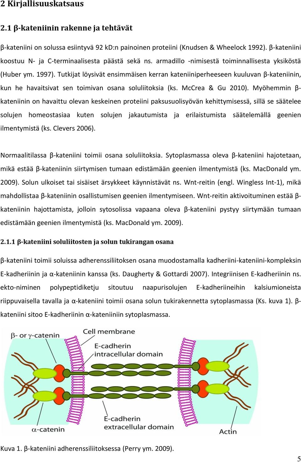 Tutkijat löysivät ensimmäisen kerran kateniiniperheeseen kuuluvan β-kateniinin, kun he havaitsivat sen toimivan osana soluliitoksia (ks. McCrea & Gu 2010).