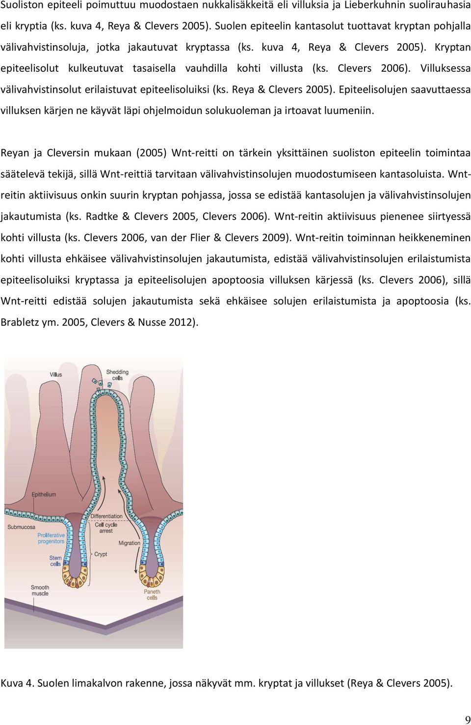 Kryptan epiteelisolut kulkeutuvat tasaisella vauhdilla kohti villusta (ks. Clevers 2006). Villuksessa välivahvistinsolut erilaistuvat epiteelisoluiksi (ks. Reya & Clevers 2005).