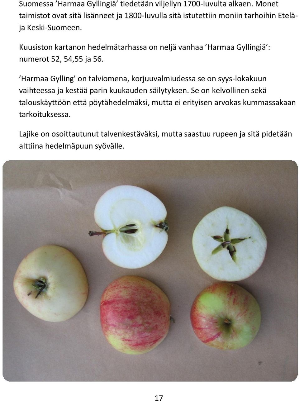 Kuusiston kartanon hedelmätarhassa on neljä vanhaa Harmaa Gyllingiä : numerot 52, 54,55 ja 56.