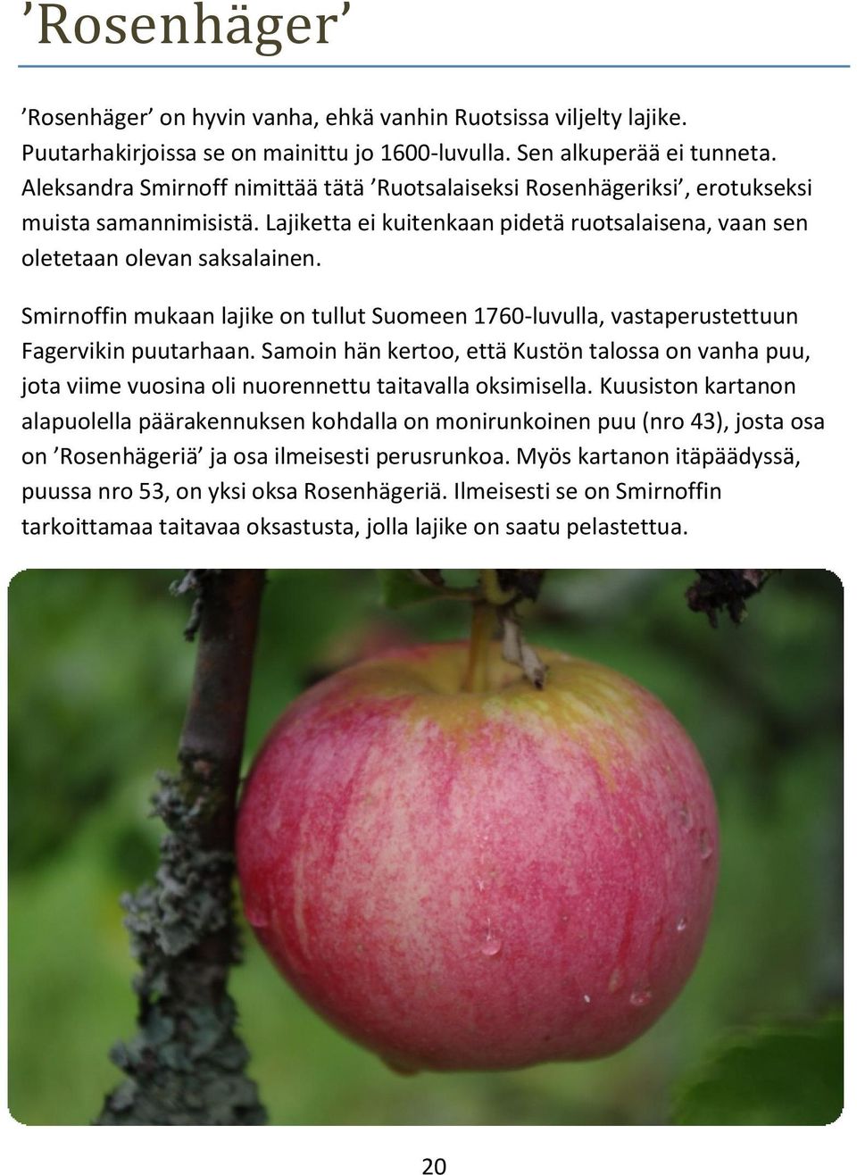 Smirnoffin mukaan lajike on tullut Suomeen 1760-luvulla, vastaperustettuun Fagervikin puutarhaan.