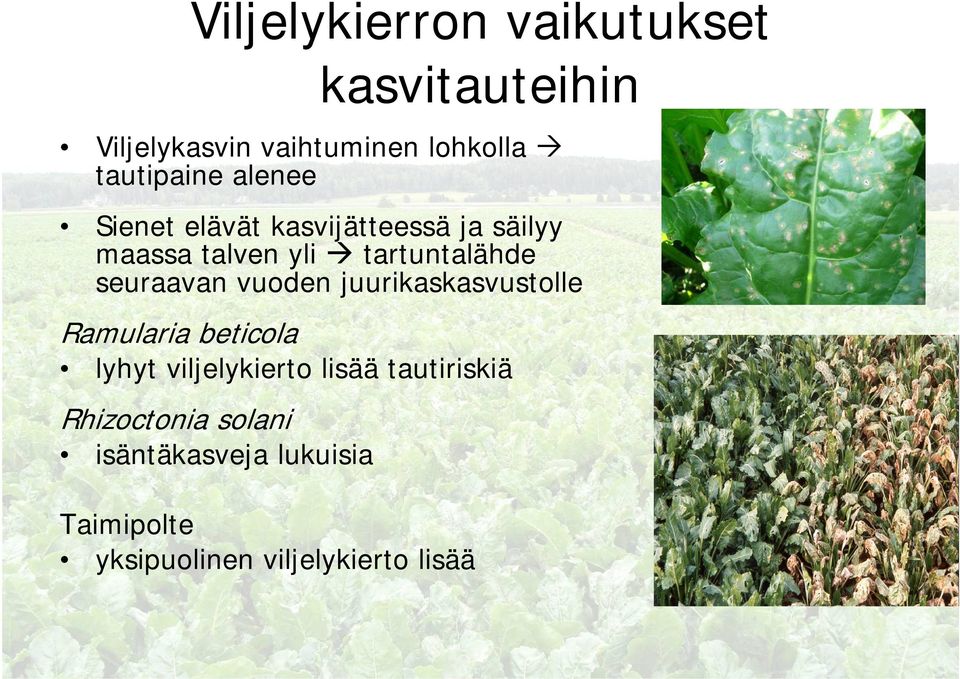 tartuntalähde seuraavan vuoden juurikaskasvustolle Ramularia beticola lyhyt