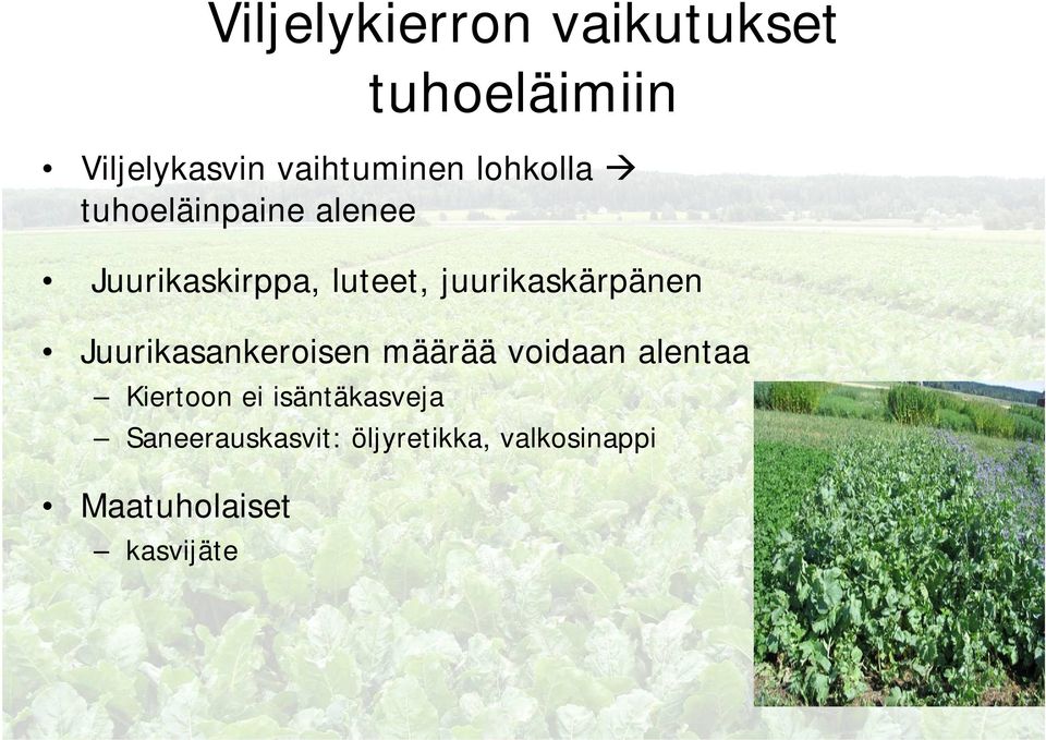 juurikaskärpänen Juurikasankeroisen määrää voidaan alentaa Kiertoon