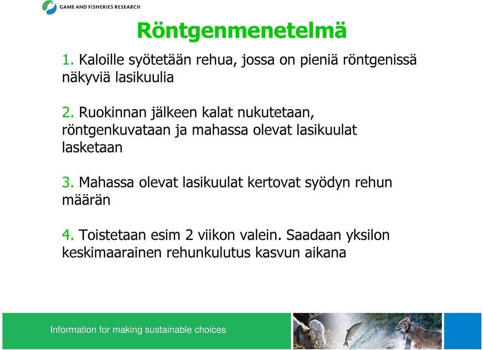 Ruokinnan jälkeen kalat nukutetaan, röntgenkuvataan ja mahassa olevat lasikuulat