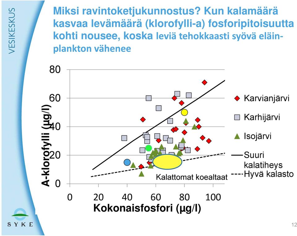 koska leviä tehokkaasti syövä eläinplankton vähenee 80 A-klorofylli (µg/l) 60 40