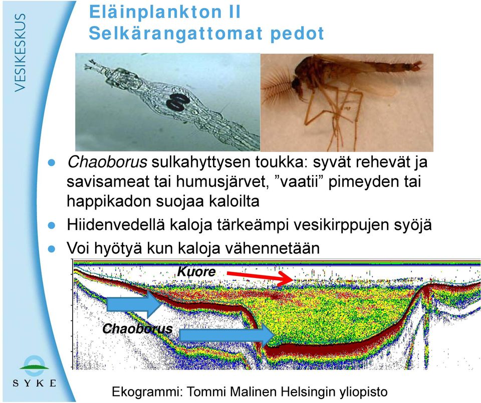 kaloilta Hiidenvedellä kaloja tärkeämpi vesikirppujen syöjä Voi hyötyä kun