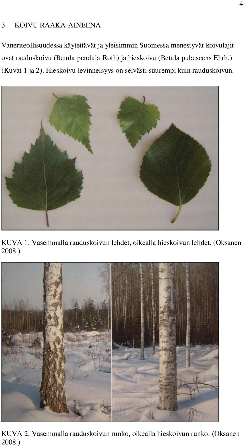 Hieskoivu levinneisyys on selvästi suurempi kuin rauduskoivun. KUVA 1.