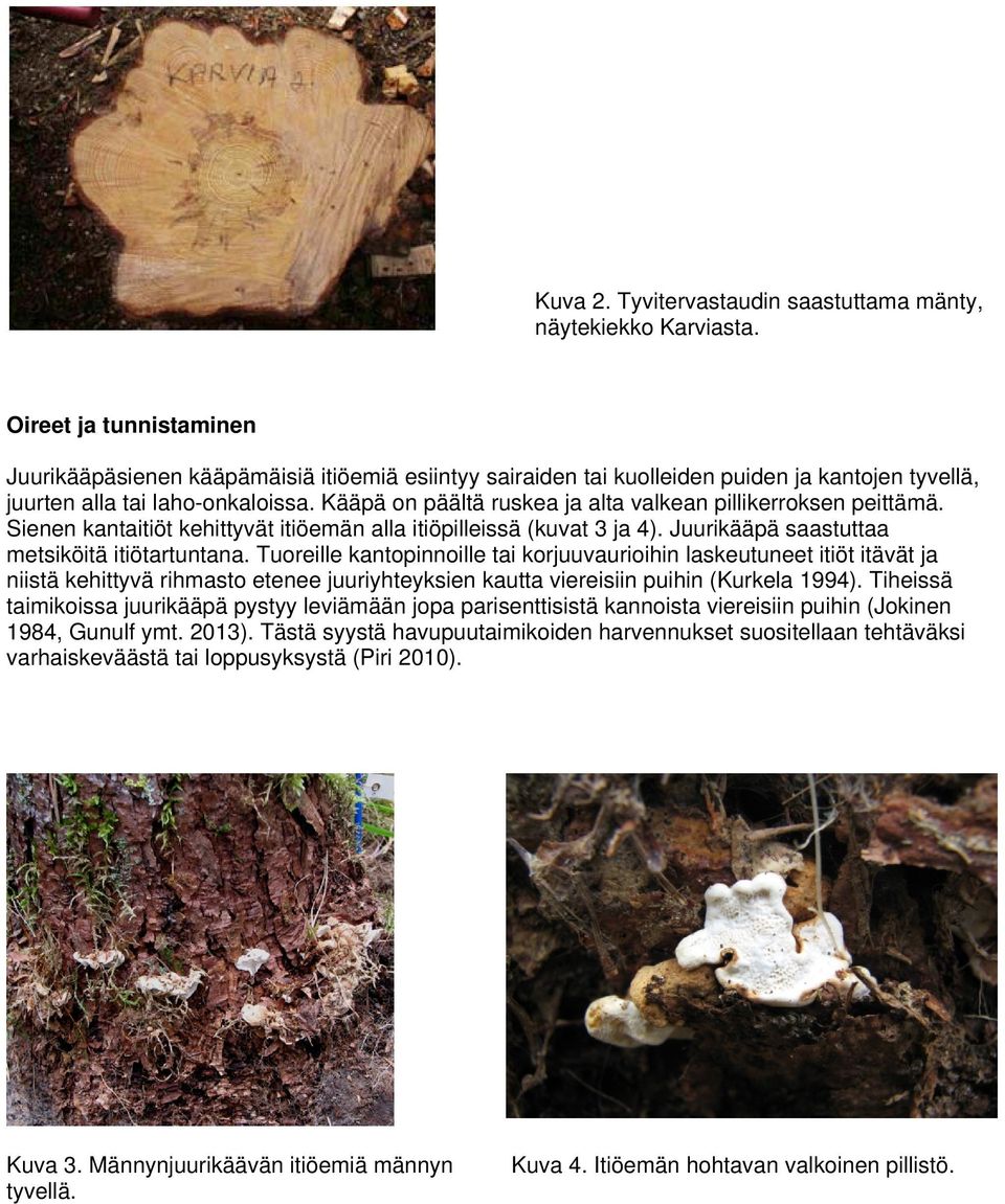 Kääpä on päältä ruskea ja alta valkean pillikerroksen peittämä. Sienen kantaitiöt kehittyvät itiöemän alla itiöpilleissä (kuvat 3 ja 4). Juurikääpä saastuttaa metsiköitä itiötartuntana.