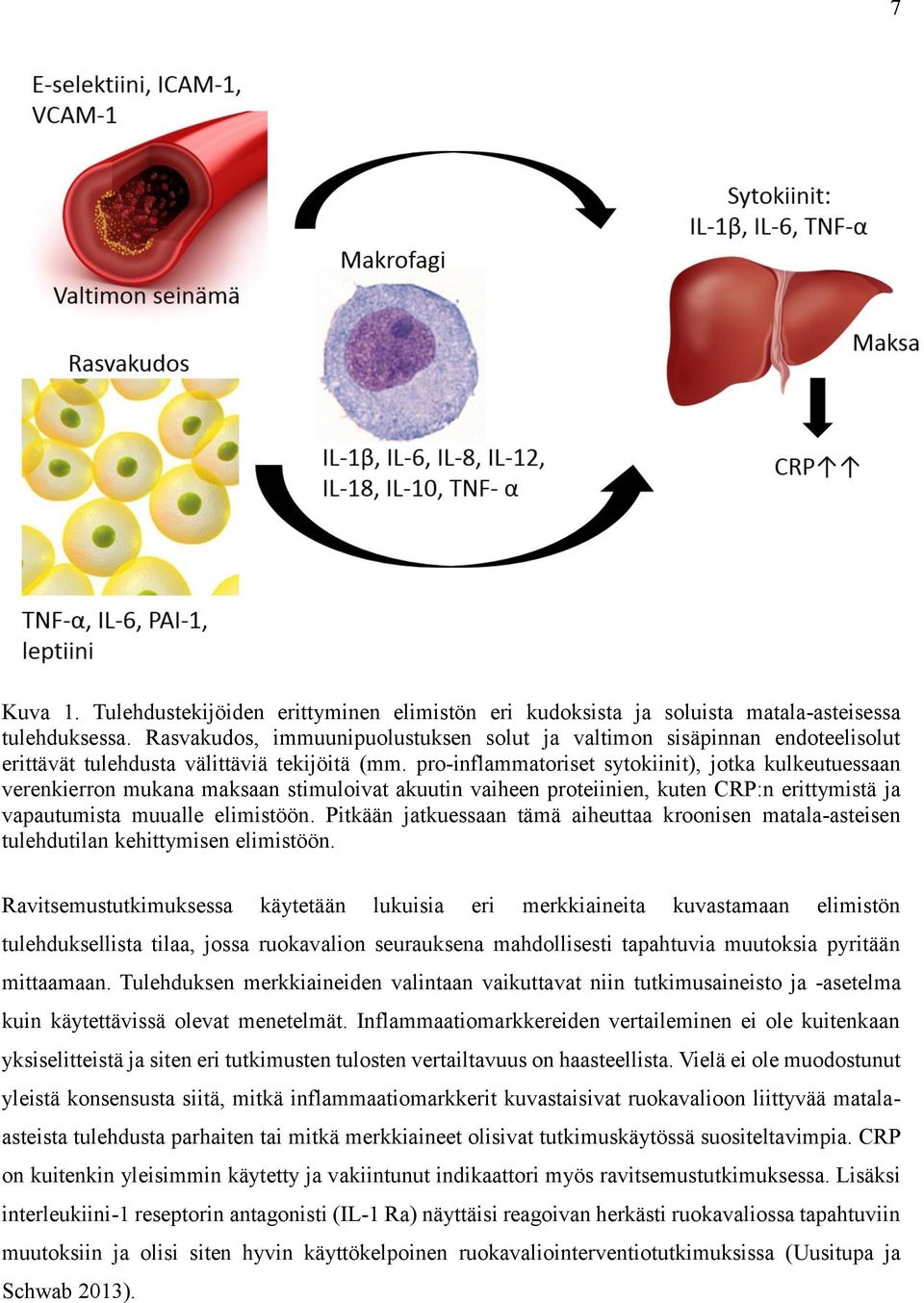 pro-inflammatoriset sytokiinit), jotka kulkeutuessaan verenkierron mukana maksaan stimuloivat akuutin vaiheen proteiinien, kuten CRP:n erittymistä ja vapautumista muualle elimistöön.