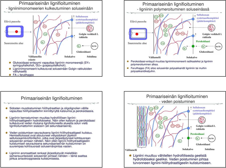 Ligniinimonomeerit kulkeutuvat soluseinään Golgin rakkuloiden välityksellä FA = ferulihappo Glukosidaasi Välilamelli Peroksidaasi-entsyyli muuttaa ligniinimonomeerit radikaaleiksi ja ligniinin
