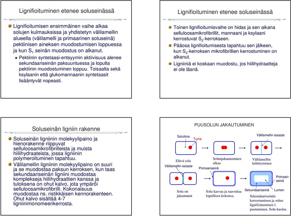 Pektiinin syntetaasi-entsyymin aktiivisuus alenee sekundaariseinän paksuuntuessa ja lopulta pektiinin muodostuminen loppuu.