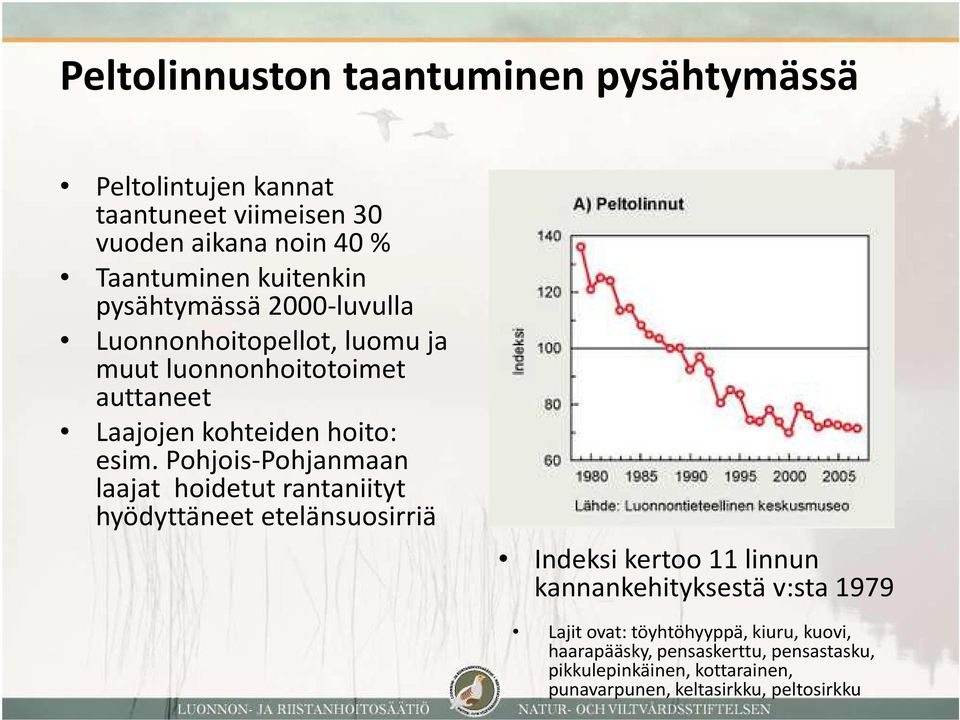 Pohjois-Pohjanmaan laajat hoidetut rantaniityt hyödyttäneet etelänsuosirriä Indeksi kertoo 11 linnun kannankehityksestä v:sta 1979