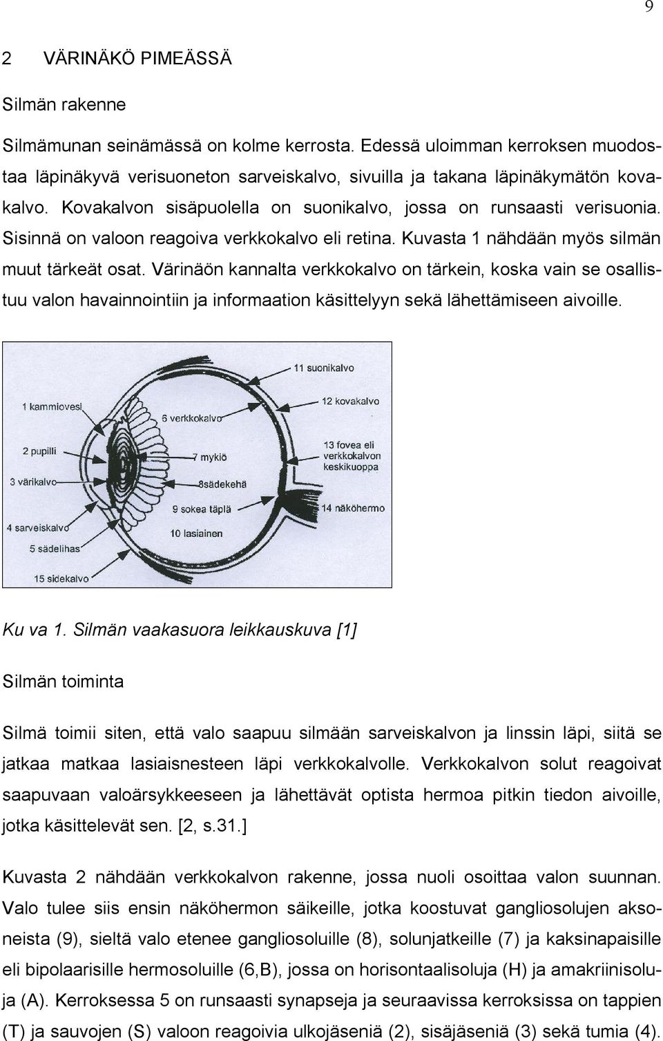 Värinäön kannalta verkkokalvo on tärkein, koska vain se osallistuu valon havainnointiin ja informaation käsittelyyn sekä lähettämiseen aivoille. Ku va 1.