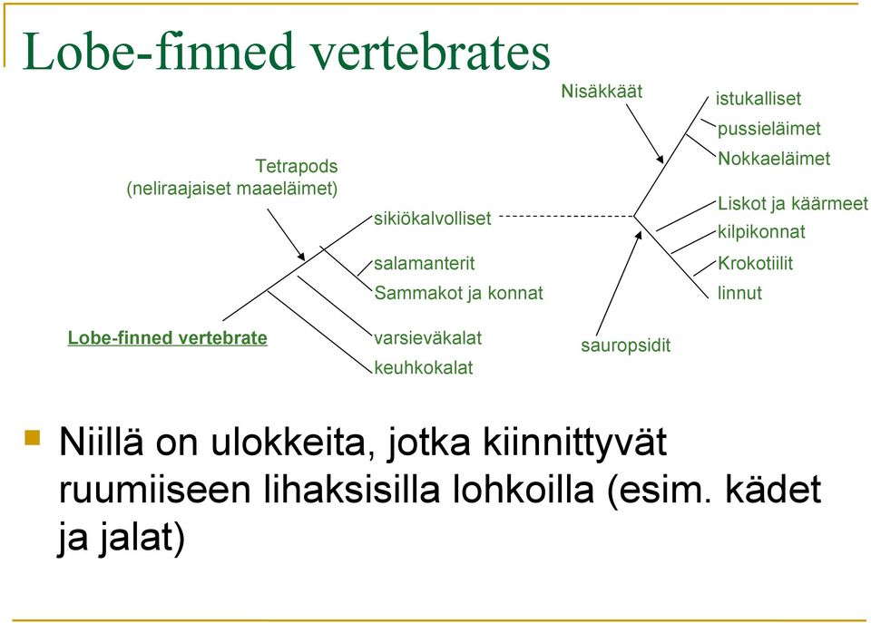 sauropsidit istukalliset pussieläimet Nokkaeläimet Liskot ja käärmeet kilpikonnat