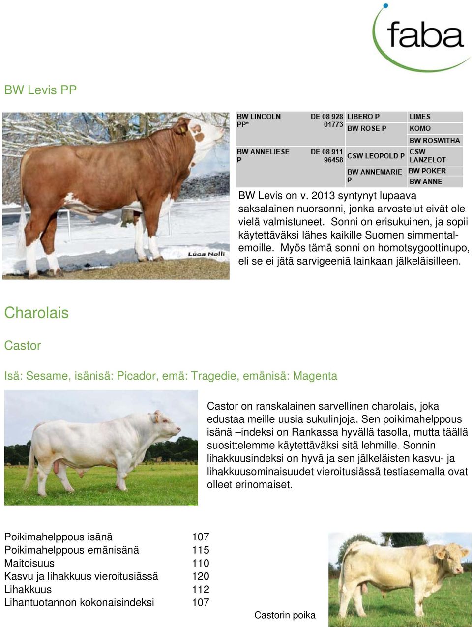 Charolais Castor Isä: Sesame, isänisä: Picador, emä: Tragedie, emänisä: Magenta Castor on ranskalainen sarvellinen charolais, joka edustaa meille uusia sukulinjoja.